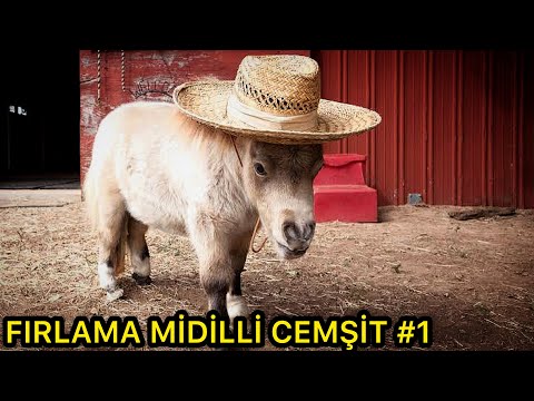 Antepli Midilli Cemşit #1 (Antep Dublaj)