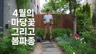 4월의 정원 꽃과 봄파종 그리고 또 꽃쇼핑 | 튤립과 물망초, 팬지와 비올라 | 가드닝 일기