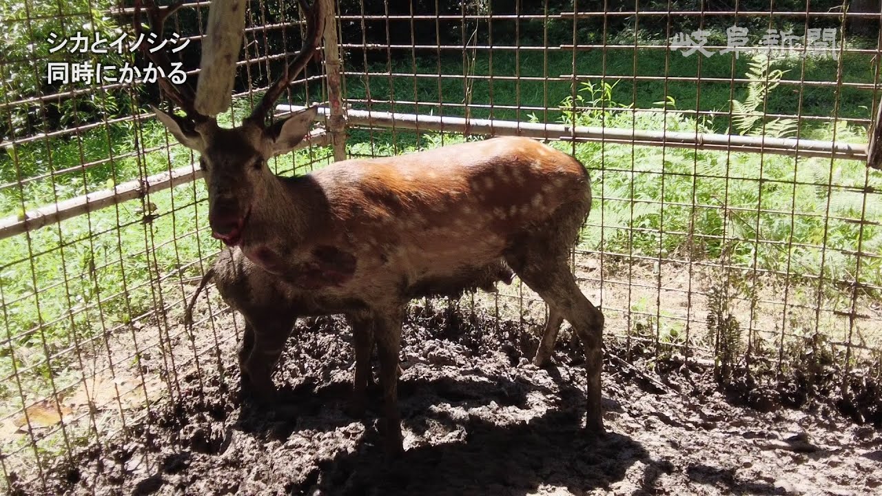 シカのしっぽとイノシシのしっぽ シカのしっぽとイノシシのしっぽ