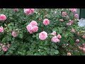 Мои любимые, красивые и надежные плетистые розы Поульсена-Pirouette    Grand Award   Cosmos{Pluton}