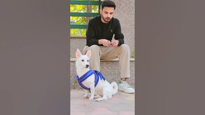 Cutest Pomeranian Dog Story 🐶 #trending #shorts #shortsfeed @Deepak_Pal8