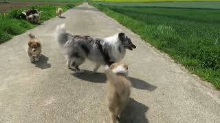 VDH Shelties vom Ponyhügel: Y und Z Wurf im Feld in Woche 9 und 8! by Christine Spranger 764 views 1 year ago 6 minutes, 36 seconds