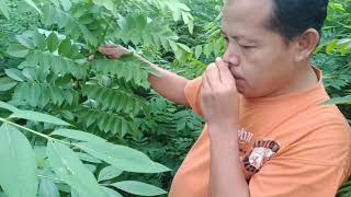 Perbedaan Indigofera Dengan Srindia Youtube