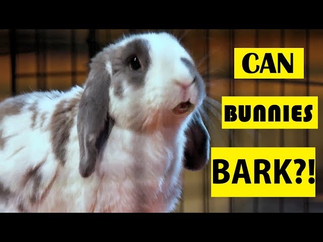 Can Bunnies Bark?! YES! The Truth About Rabbits