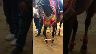 kuda menari mengikuti irama musik #shorts #kuda #kudaponi