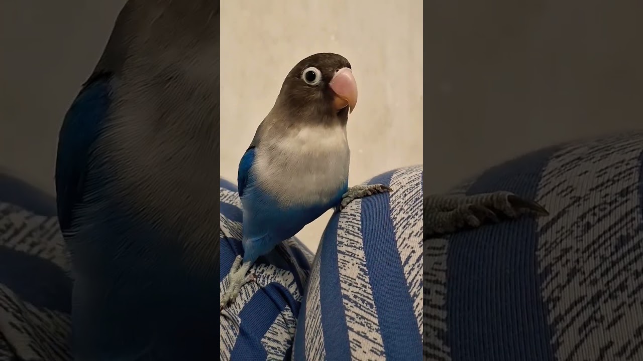 #playfulbird
