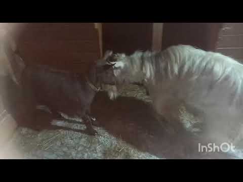 Покрытие козы. Ах, эта свадьба... Жених - супер