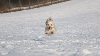 Havanese Obedience Training: Building a WellBehaved Dog