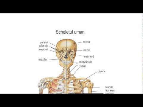 Sistemul osos