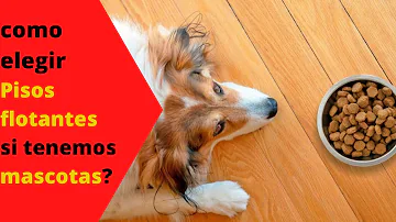 ¿Cuál es el mejor suelo para mascotas?