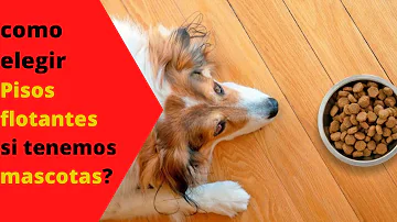 ¿Pueden orinar los perros en el suelo laminado?