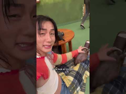 The Cutest Japanese Pig Cafe 