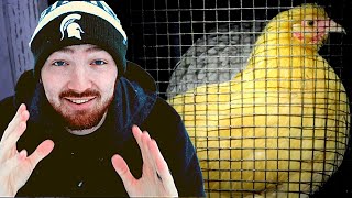 How To Get Your Chickens To Sleep Inside Their Chicken Coop