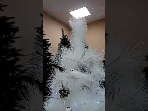 Mandarin_shop34 обзор на ёлку Сосна белая, высотой 150см.