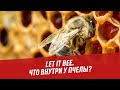 Let it bee. Что внутри у пчелы? - Хочу всё знать