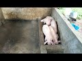 bagaimana cara agar pegemukan babi