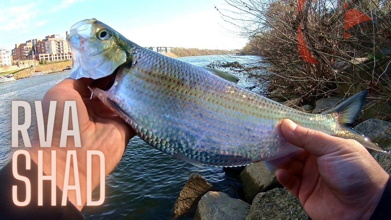 SEARCHING for SHAD!! (Pre SNOW) 