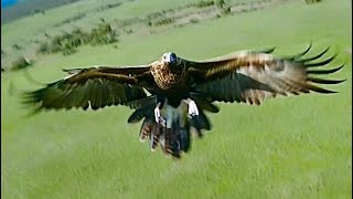 Wedgetail Eagle attacks my Drone