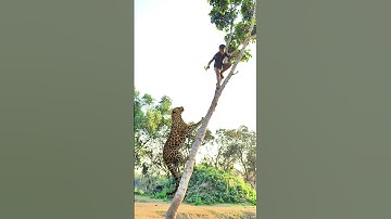 A leopard attacks a boy in a tall tree #vfx #shorts #leopard #wildlife #videos #tiger