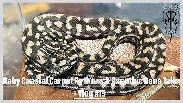 Baby Coastal Carpet Pythons & Axanthic Gene Talk - Vlog #19