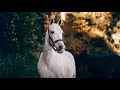 Détendez-vous avec des chevaux sauvages - Cheval Mustang - Musique de méditation relaxante