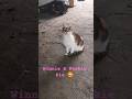 #cat #cute #fyp #shorts