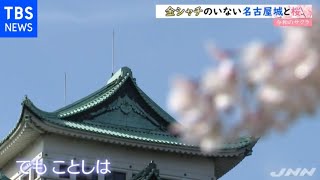 【令和の桜】金シャチのいない名古屋城と桜