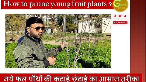 Training and pruning techniques in fruit crops नये फल पौधों की कटाई छंटाई का आसान तरीका #apple