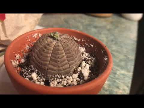 تصویری: Euphorbia چاق (16 عکس): شرح و مراقبت از Euphorbia Obesa در خانه