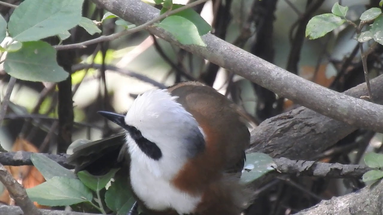Meet the White-Crested Laughing Thrush 
