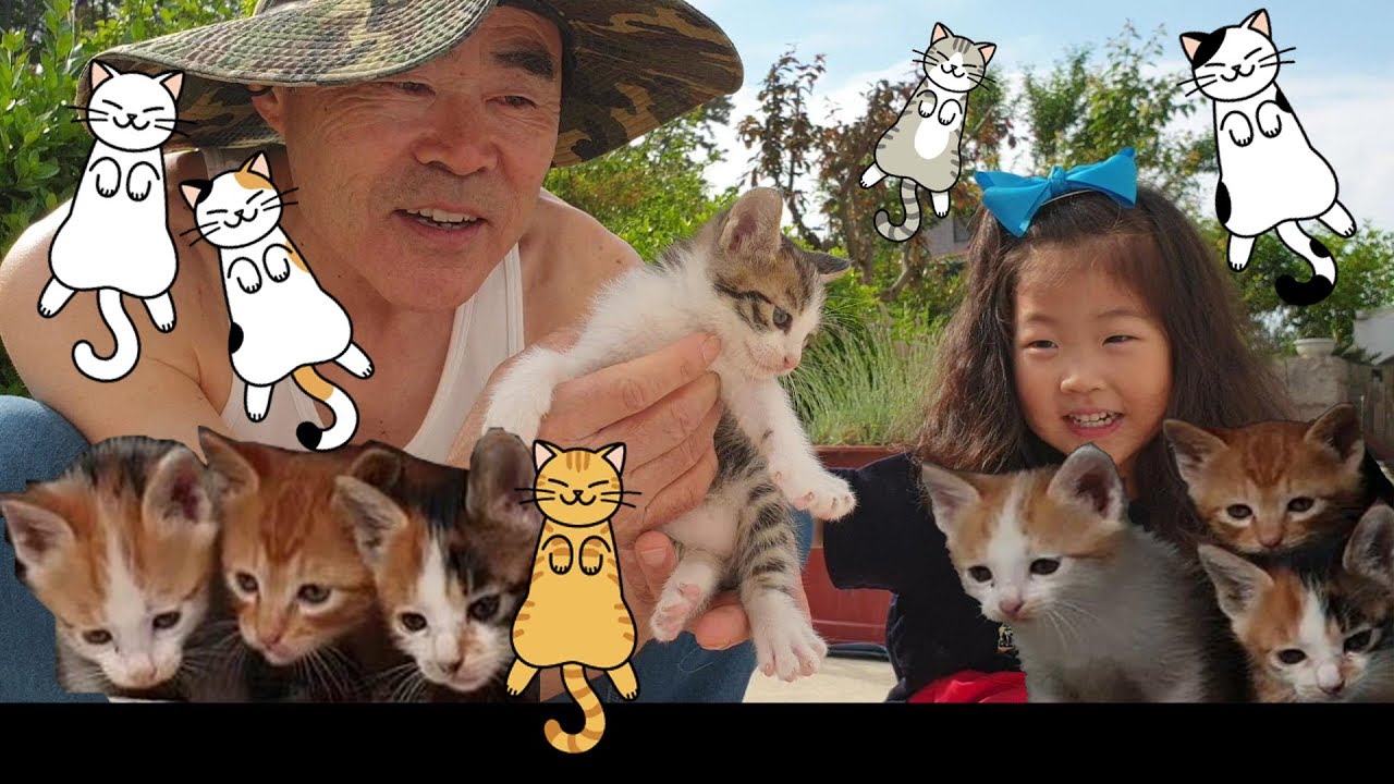 seowon & kitty!!! babyCat~take care of cat 새끼고양이 5마리가 태어났어요! 서원이랑 만져볼게요~ 왜 꼬리가 없죠? [히융TV
