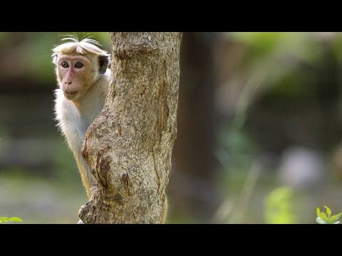 Video: Kokio ūgio yra kelmuodegė makaka?