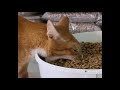 Top 10 Hungry Greedy Cat Top 10 Hungry Greedy Cat