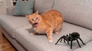 You Can’t Stop Laughing At These Cats 😂 | Funniest Cat Videos 2026