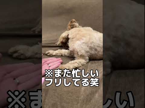 歯磨きが嫌で忙しいフリする犬 トイプードル×ペキニーズ　#shorts