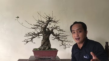 Basic Bonsai Lessons: Strengths and Weaknesses of a Bonsai Material
