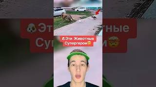 Эти Животные Супергерои!🤯 #shorts #собака #животные #факты
