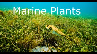 Marine Plants, why are there so few of them?