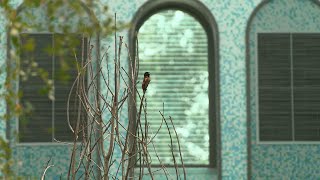 The surprising modern danger putting birds at risk screenshot 5