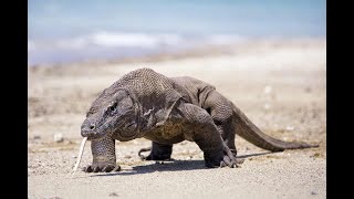 GLOBO REPORTER - OPERAÇÃO OKAVANGO-INDONESIA-HQ