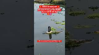 जमन स नकल चमतकर शवलग