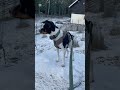 Lucy outside in the snow #minivlogwithlucy