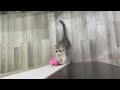家の中を走り回る猫はとても面白いです