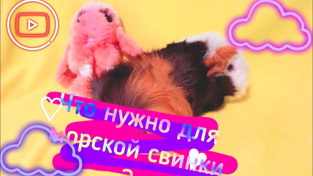 ВСЕ О МОРСКИХ СВИНКАХ!Что нужно для питомца ♡MarinaLOVE♡. - YouTube