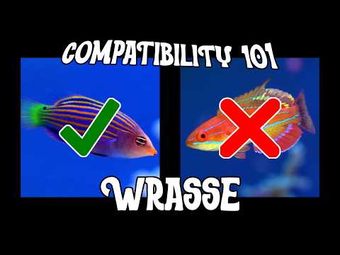 Compatibility 101 - WRASSE