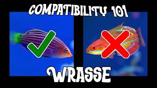 Compatibility 101 - WRASSE
