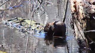 Wild Muskrat Chowing Down