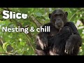 The Canopy Nests of the Tanzanian Chimpanzee | SLICE