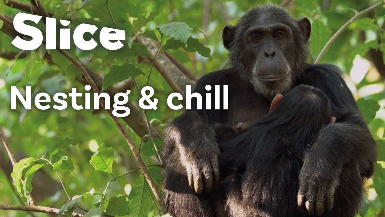 The Canopy Nests of the Tanzanian Chimpanzee | SLICE
