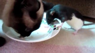 Необычная Дружба Кошки и Крысы | Unusual Friendship Cats and Rats Необычная Дружба Кошки и Крысы | Unusual Friendship Cats and Rats
